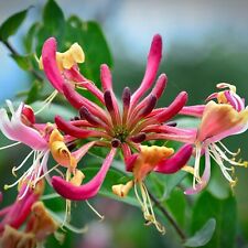 Lonicera belgecia scented for sale  GLASGOW