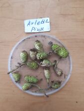 Achimenes arletta pink gebraucht kaufen  Worms