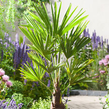 Trachycarpus fortunei chusan for sale  HORSHAM