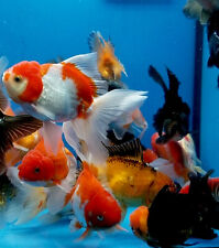 Live pond goldfish for sale  Philadelphia