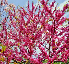 Gewöhnlicher judasbaum cercis gebraucht kaufen  Tauberbischofsheim