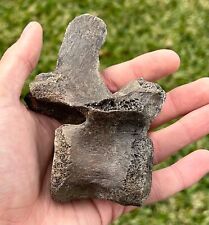 Nice fossil bison for sale  Coppell