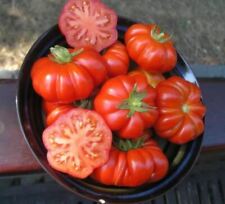 Costoluto fiorentino tomatoes for sale  OXFORD