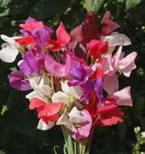 Colorful sweet pea for sale  RUGBY