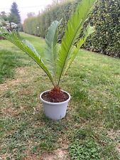 pianta cycas revoluta usato  Ronco All Adige