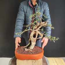 Pre bonsai olivastro usato  San Pancrazio Salentino