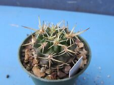 Pyrrhocactus taltalensis rs57 for sale  Shipping to Ireland