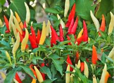 Pequin chili pepper for sale  Kingwood