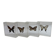 Real butterfly moth for sale  Oak Lawn