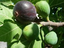 Fig tree black for sale  Yucaipa
