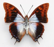 Butterfly male charaxes for sale  Shipping to Ireland