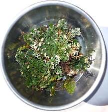 Rose jericho plant for sale  Boonville