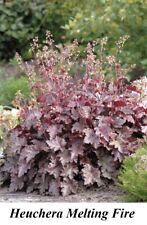 Seeds Heuchera Coral Bells Melting FIRE Flower SHADE Seed Leaf Dark PURPLE RED for sale  Shipping to South Africa