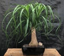 Ponytail palm large for sale  Patchogue