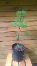 Eastern white pine for sale  Meally