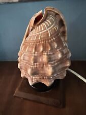 Antique sea shell for sale  NEWCASTLE