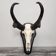 Pronghorn antelope european for sale  Queen Creek