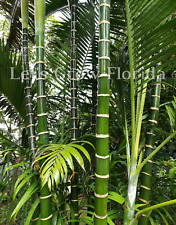 Usado, Palmeira Dypsis cabadae comprar usado  Enviando para Brazil