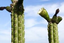 Rare columnar cactus for sale  PENZANCE