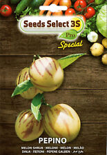 Semi seeds pepino usato  Italia