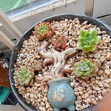 Well rooted echeveria for sale  DARTFORD
