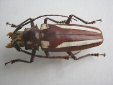 Prionidae Beetle Calipogon Lemonoi W71mm-from Brasil very large rare specimen, used for sale  Shipping to South Africa