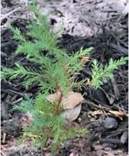 Eastern red cedar for sale  Burlington