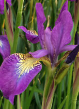 Iris sibirica sparkling for sale  WIGTON