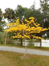 Yellow tabebuia golden for sale  Oviedo