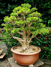 Japanese boxwood bonsai for sale  Los Angeles