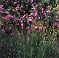 Dierama pauciflorum x10 for sale  SWINDON