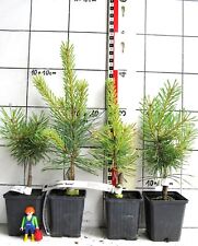 Pinus sylvestris aurea gebraucht kaufen  Bad Bergzabern