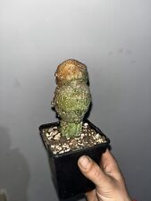 Pseudolithos migiurtinus , used for sale  Shipping to South Africa