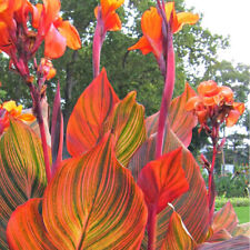 Canna tropicanna canna for sale  HORSHAM