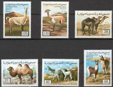 Sahara 1994 cammelli usato  Italia