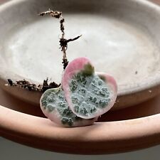 Pink Variegated String of Hearts. Ceropegia Woodii Rooted Butterfly Cutting for sale  Shipping to South Africa