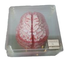 Geeknet neuroanatomy brain for sale  Staten Island