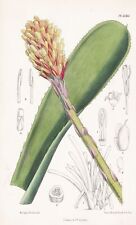 Used, Aechmea Lindeni Brasil Flower Botany Flower Botany Lithograph Curtis 6565 for sale  Shipping to South Africa