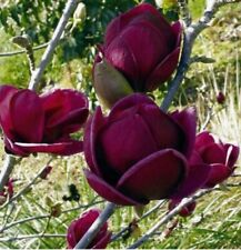 Black tulip tree for sale  ROCHESTER