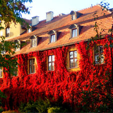 Parthenocissus engelmannii vir for sale  NEWTOWNARDS