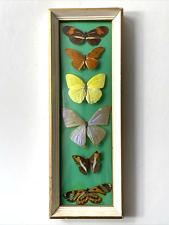 vintage framed butterflies for sale  READING