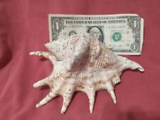 Spider conch lambis for sale  Shaver Lake