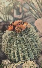 Vintage Postcard Barrel Cactus Ferocactus Wizlizeni Blossoms Grows 10 Ft. Height for sale  Shipping to South Africa