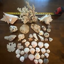 Lot beautiful seashells for sale  Nampa