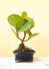 Seagrape plant bonsai for sale  USA