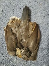 Qp67 quail pelt for sale  Hinton