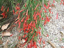 Russelia red plant for sale  Shipping to Ireland