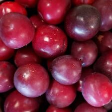 Red june plum for sale  Baileyton