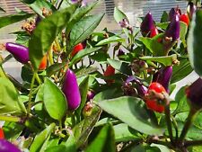 Bolivian rainbow pepper for sale  Colorado Springs