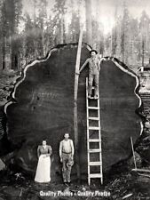 Vintage Giant Sequoia Logging 8.5x11" Photo Print, Logger with Saw Cut Redwood  for sale  Shipping to Canada